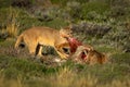 Two pumas feed on guanaco in sun Royalty Free Stock Photo