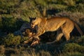 Two pumas feeding on guanaco in sunshine Royalty Free Stock Photo