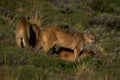 Two pumas stand by kill in sunshine Royalty Free Stock Photo