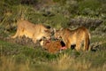 Two pumas in sun feed on guanaco Royalty Free Stock Photo