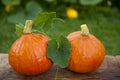 Two Pumpkins Royalty Free Stock Photo