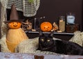 Two pumpkins and a black cat in a brown chest against the background of bottles with a potion. Royalty Free Stock Photo