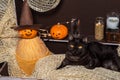 Two pumpkins and a black cat in a brown chest against the background of bottles with a potion. Royalty Free Stock Photo
