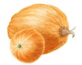 Two pumpkins Cucurbita pepo drawing over white background