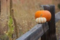 Two pumpkins in a field on a fence Royalty Free Stock Photo