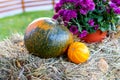 Two pumpkins and flowers on hay Royalty Free Stock Photo