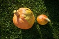 Two pumpkins on the ground Royalty Free Stock Photo