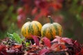 Two pumpkins on an indistinct natural background Autumn time