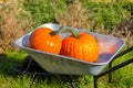 two pumpkins lie in a cart near a field on a sunny day. farmers market and harvest festival Royalty Free Stock Photo