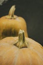 Two pumpkins stand in a row against a gray wall. On a gray background are two ripe pumpkins of orange color. Part of a