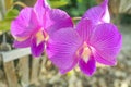 Two puple orchids blooming in the morning