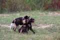 Two of puppies of African wild dog, African hunting dog, African painted dog or painted wolf Lycaon pictus fighting for for the Royalty Free Stock Photo