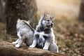 Two puppies agouti on nature are closely watching something Royalty Free Stock Photo