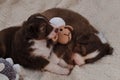 Two puppies of Australian Shepherd red tricolor lie on soft fluffy white sheepskin blanket and play with handmade toy sheep