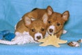 Two puppies of the Basenji breed on a blue background