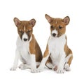 Two puppies Basenji Royalty Free Stock Photo