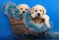 Two puppies in a basket with a New Year's tinsel.