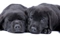 Two puppies black labrador Royalty Free Stock Photo