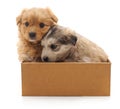 Two puppies in the box. Royalty Free Stock Photo