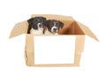 Two puppies in a cardboard box. Royalty Free Stock Photo