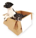 Two puppies in a cardboard box. Royalty Free Stock Photo