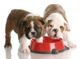 Two puppies at a dog food dish Royalty Free Stock Photo