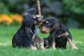 Two puppies fighting for the stick Royalty Free Stock Photo