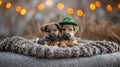 Two puppies of a German Shepherd in a green leprechaun hat on a knitted plaid on a bokeh background