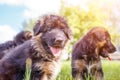 Two puppies of german shepherd having fun on lawn Royalty Free Stock Photo