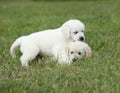 Two puppies of golden retriever playing Royalty Free Stock Photo