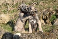 Two puppies of Irish Wolfhound in the garden Royalty Free Stock Photo