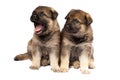 Two puppies isolated over white background Royalty Free Stock Photo