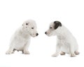 Two puppies Jack Russell Terrier