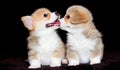 puppies kiss breed welsh corgi