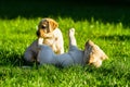 Two puppies of labrador are playing together in the garden Royalty Free Stock Photo