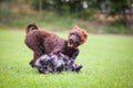 Two puppies of mudi are playing together. Royalty Free Stock Photo