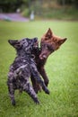 Two puppies of mudi are playing together. Royalty Free Stock Photo
