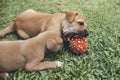 Two puppies play with a red squeaky rubber ball outdoors. One month old pups