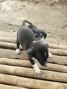 two puppies playing on bamboo Royalty Free Stock Photo