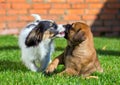 Two puppies playing Royalty Free Stock Photo