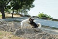 Two puppies playing in the sand next to river Royalty Free Stock Photo