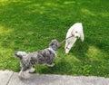 Two puppies playing with a stick Royalty Free Stock Photo