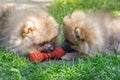 Two puppies pomeranian siblings outdoor