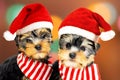 Two puppies in red Santa hats Royalty Free Stock Photo