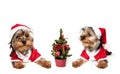 Two puppies in red Santa hats Royalty Free Stock Photo