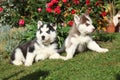 Two puppies of siberian husky lying in front of flowers