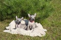 Two puppies are sitting on a blanket in nature in summer. Xoloitzcuintle.