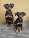 Two puppies sitting on a wicker table