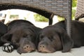 Two puppies sleeping in garden Royalty Free Stock Photo