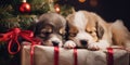 Two puppies sleeping on top of a christmas present. Generative AI image. Royalty Free Stock Photo